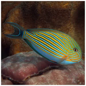 Acanthurus Lineatus - morska ribica tang