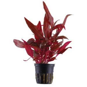 Alternanthera reineckii Rosanervig - biljka