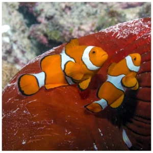Amphiprion Percula - morska ribica klaun