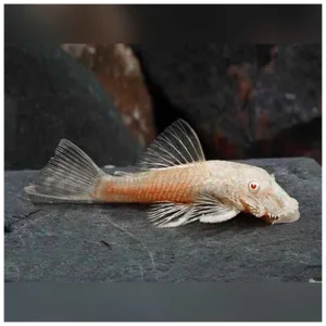 Ancistrus albino - algar za slatkovodni akvarijum