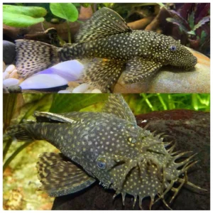Ancistrus sp. - Ancistrus albino slajer