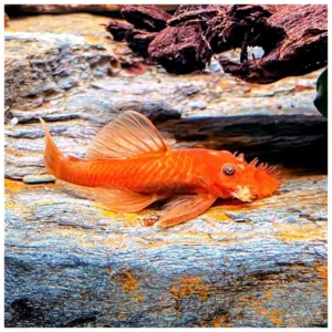 Ancistrus super red - algar za slatkovodni akvarijum
