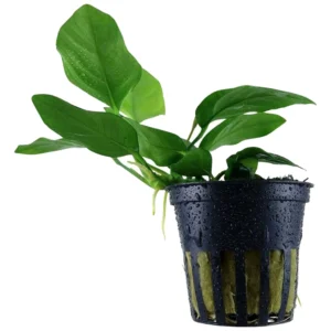 Anubias barteri nana - akvarijumska biljka