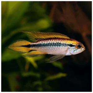 Apistogramma agassizii - patuljasti ciklid