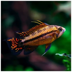 Apistogramma cacatuoides - patuljasti ciklid