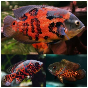 Astronotus ocellatus - Oskar tiger