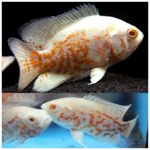 Astronotus ocellatus sp. - Albino oskar