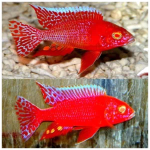 Aulonocara Albino Red - malavi ciklid