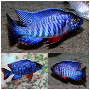 Aulonocara Blue - malavi ciklid