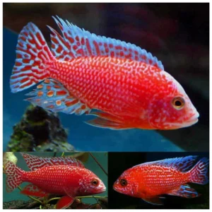 Aulonocara Fire Fish - malavi ciklid