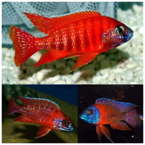 Aulonocara Ruby Red - malavi ciklid