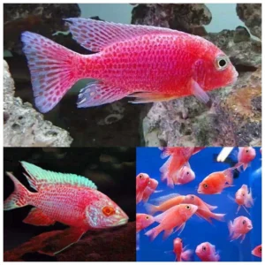 Aulonocara Strawberry - malavi ciklid