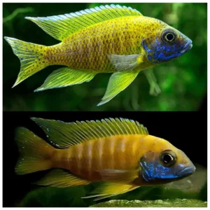 Aulonocara Yellow - malavi ciklid