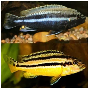 Auratus cichlid - malavi ciklid