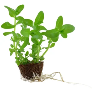 Bacopa caroliniana - akvarijumska biljka