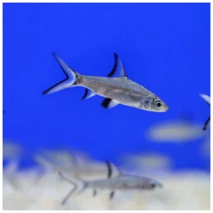 Balantiochelios melanopterus - Silver shark
