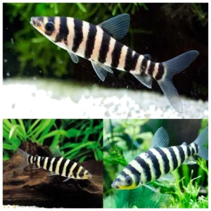 Banded Leporinus - leporinus