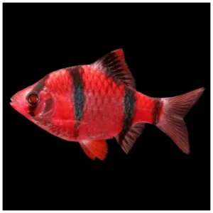 Barbus color crveni - jatašica za slatkovodni akvarijum
