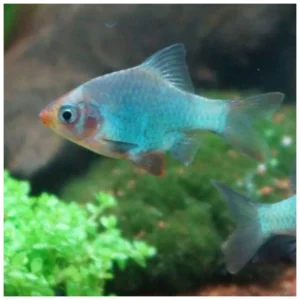 Barbus platinum - jatašica za slatkovodni akvarijum