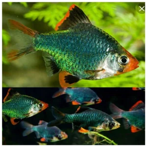 Barbus zeleni - jatašica za slatkovodni akvarijum