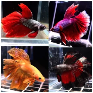 Betta splendens - Borac super delta