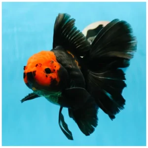 Black cherry oranda - ukrasna zlatna ribica