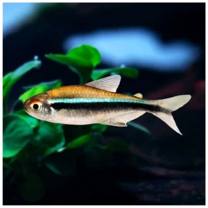 Black neon tetra - crna neon tetra