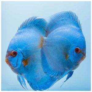 Blue diamond diskus - ukrasna akvarijumska ribica
