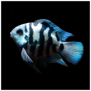 Blue parrot - ciklid za slatkovodni akvarijum