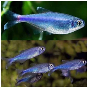 Boehlkea fredcochui - peruanska plava tetra
