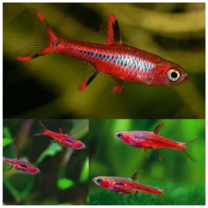 Boraras brigittae - Čili rasbora