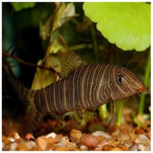Botia striata - prugasta botija za slatkovodni akvarijum