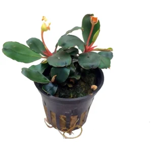 Bucephalandra sp. Red - akvarijumska biljka
