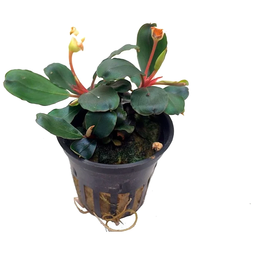 Bucephalandra sp. Red - akvarijumska biljka