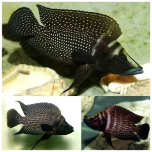 Calvus black - tanganjika ciklid