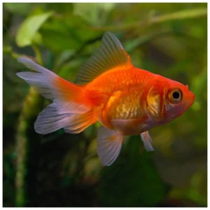 Carassius auratus - Japanka Black Telescope
