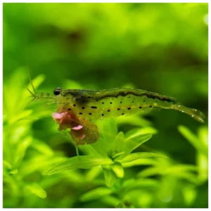 Caridina multidentata - Amano kozica