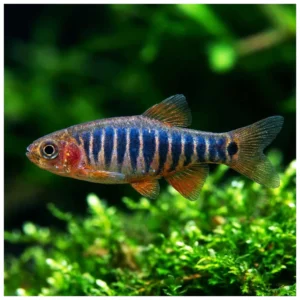 Celestichthys erythromicron - patuljasta rasbora
