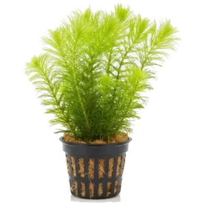 Ceratophyllum demersum - Vodena drezga