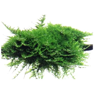 Christmas Moss - akvarijumska mahovina
