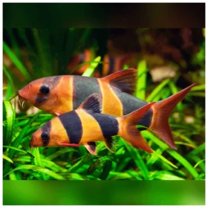 Chromobotia macracanthus - botija makrakanta