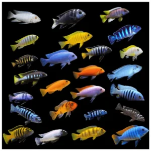 Cichlidae Malawi Mix - afrički ciklidi