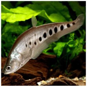 Clown Knife Fish - riba nož