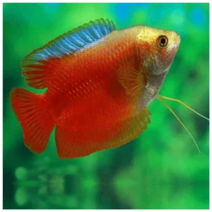 Colisa lalia var. Blood Red - crvena kolisa