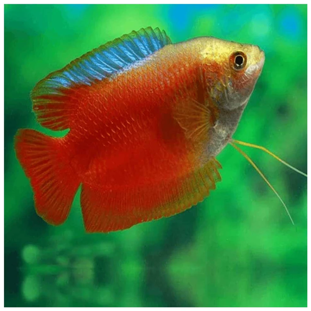 Colisa lalia var. Blood Red - crvena kolisa