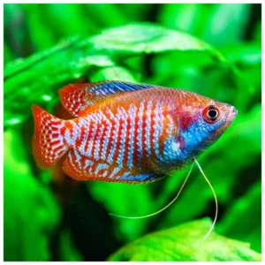 Colisa lalia var. Dwarf Tiger - tiger kolisa