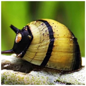 Corona snail - puž za kontrolu algi u akvarijumu
