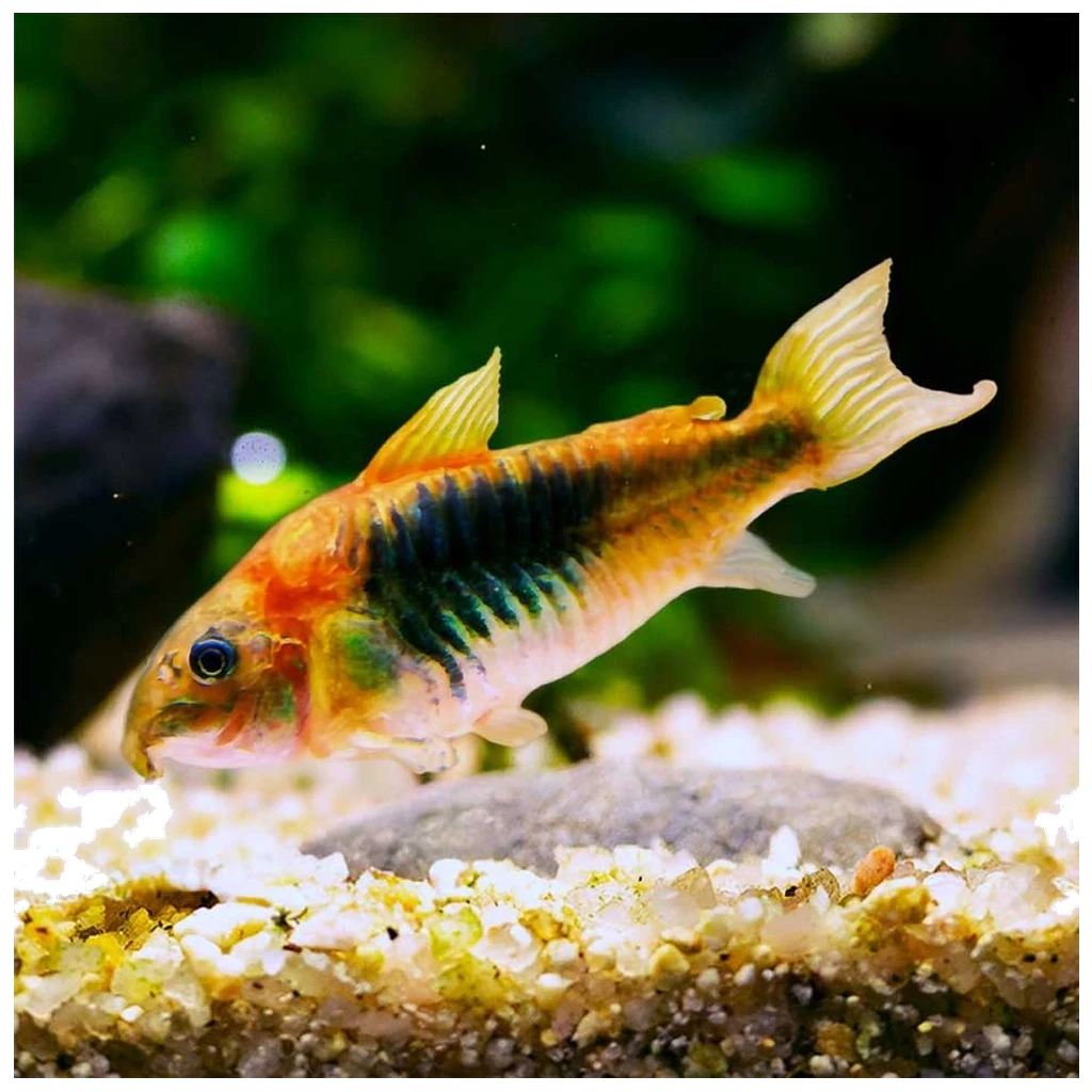 Corydoras aeneus - somić za akvarijum