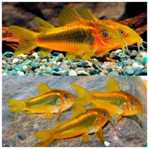 Corydoras gold laser - Koridoras