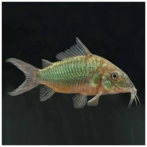 Corydoras green - oklopni somić